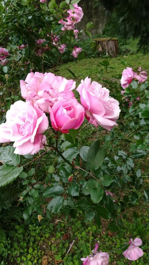 Les Palmiers Bed & Breakfast Mauves ภายนอก รูปภาพ